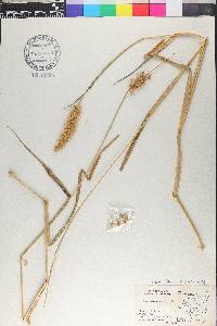 Cenchrus pilosus image