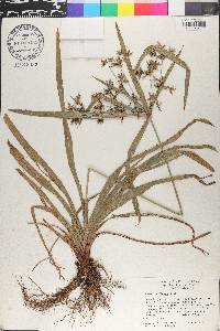 Cyperus diffusus image