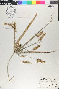 Cyperus mutisii image
