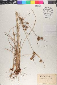 Cyperus schweinitzii image