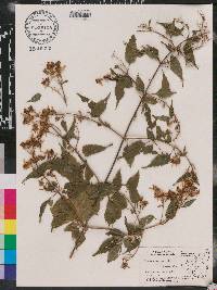 Bidens squarrosa image