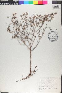 Euphorbia lecheoides image
