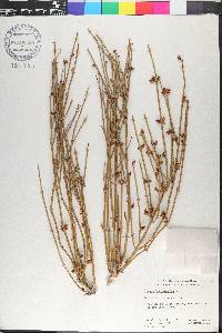 Ephedra californica image