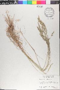 Poa secunda var. scabrella image