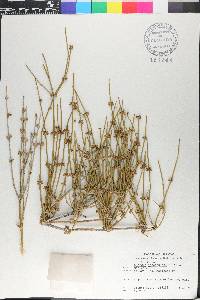 Ephedra fasciculata image