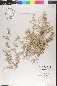 Atriplex watsonii image