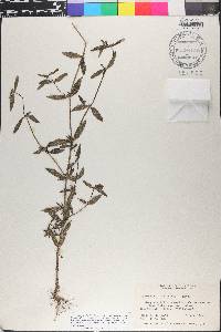 Spermacoce tetraquetra image