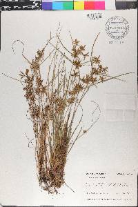 Cyperus flavescens image
