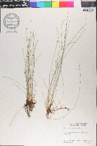 Eleocharis montevidensis image