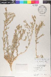 Atriplex pacifica image