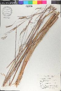 Andropogon lateralis image