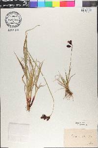 Carex atrata image