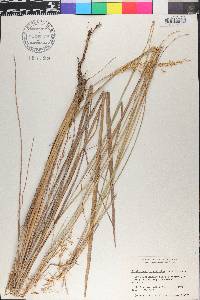 Sorghastrum setosum image