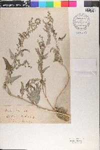 Atriplex hortensis image