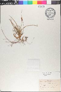 Carex ericetorum image