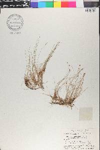 Eleocharis minima image
