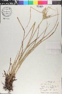Cyperus entrerianus image