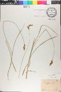 Carex leporina image