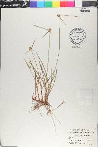 Cyperus obtusatus image