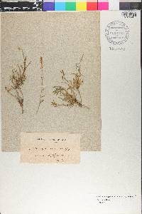 Reseda phyteuma image