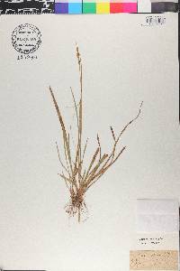 Carex pallescens image