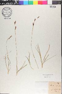 Carex sempervirens image