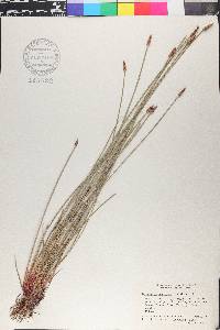 Eleocharis montana image