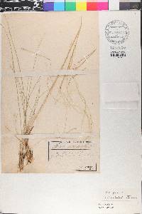 Stipa pennata image