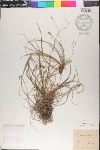 Carex digitata image