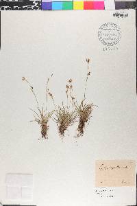 Carex capillaris image