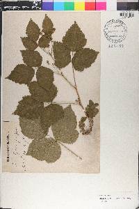 Rubus caesius image