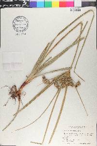 Cyperus entrerianus image