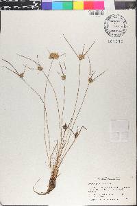 Cyperus polystachyos image