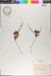 Cyperus longus image