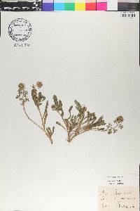 Reseda phyteuma image