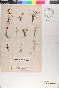 Cyperus flavescens image