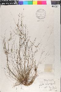 Eleocharis minima image