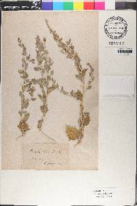 Atriplex laciniata image