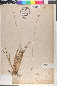 Carex vaginata image