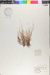 Eleocharis minima image