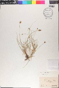 Carex divulsa image