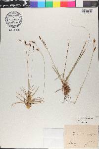 Carex sempervirens image