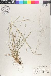 Poa alsodes image