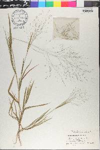 Panicum philadelphicum image