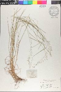 Poa nemoralis image