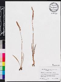 Spiranthes vernalis image