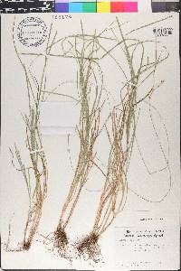 Carex divulsa image