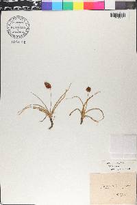 Carex vernacula image