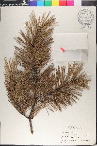 Pinus pungens image