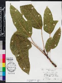 Brachychiton acerifolius image